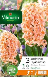 Jacinthe Gipsy Queen (x3)